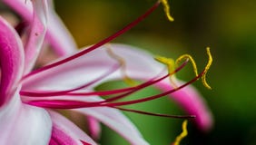 Macro photographie image stock Macro photographie image stock