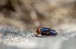 Macro photographie d'une mouche bleue sur une roche du côté images libres de droits Macro photographie d'une mouche bleue sur une roche du côté images libres de droits
