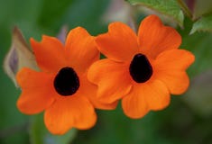Macro photographie de deux fleurs aux yeux noirs de Susan image libre de droits Macro photographie de deux fleurs aux yeux noirs de Susan image libre de droits