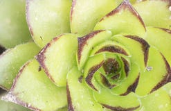 Macro photographie du tectorum de Sempervivum photographie stock Macro photographie du tectorum de Sempervivum photographie stock