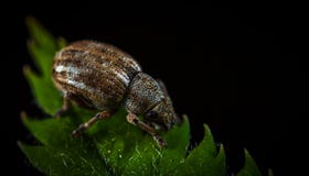 Macro Photography of Brown Weevil on Green Leaf Royalty Free Stock Photography Macro Photography of Brown Weevil on Green Leaf Royalty Free Stock Photography