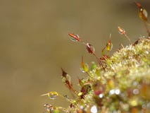 Fresh moss and water drops in green nature garden - Macro shot royalty free stock photography Fresh moss and water drops in green nature garden - Macro shot royalty free stock photography