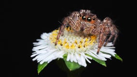 Macro photography of isolated brown jumping spider on little white flower black background stock photo Macro photography of isolated brown jumping spider on little white flower black background stock photo