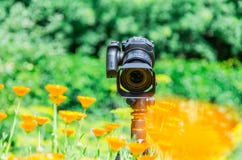 Macro photography in nature. The flowers and plants. Green blurred background. Stock Photos Macro photography in nature. The flowers and plants. Green blurred background. Stock Photos
