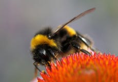 Macro Photography Of A Bumblebee Collecting Nectar On A Beautiful Red Flower Stock Image Macro Photography Of A Bumblebee Collecting Nectar On A Beautiful Red Flower Stock Image