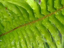 Macro Photography Of A Green Leaf After A Breif Oregon Rain Shower Stock Photos
