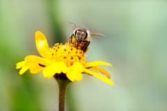 Macro Photography Of Pollinator Honey Bee Drinking Nectar From Yellow Wild Flower With Proboscis Extending Into The Flower Royalty Free Stock Photo Macro Photography Of Pollinator Honey Bee Drinking Nectar From Yellow Wild Flower With Proboscis Extending Into The Flower Royalty Free Stock Photo