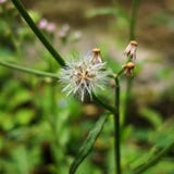 Macro photography of tiny colorful wild grass flower or dandelion. Copy space added. stock image Macro photography of tiny colorful wild grass flower or dandelion. Copy space added. stock image