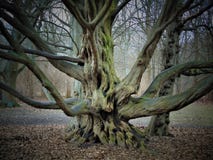 Macro photos with landscape background March the first spring days in the Park with decorative trees Royalty Free Stock Photo Macro photos with landscape background March the first spring days in the Park with decorative trees Royalty Free Stock Photo