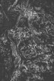 Black and white tree stem close-up stock image Black and white tree stem close-up stock image