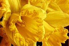 Macro picture of a yellow daffodil royalty free stock photos Macro picture of a yellow daffodil royalty free stock photos