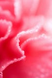Macro of pink carnation flower with water droplets Stock Photos Macro of pink carnation flower with water droplets Stock Photos