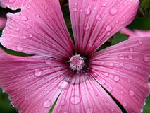 Water drops like diamonds on a pink hollyhock flower stock images Water drops like diamonds on a pink hollyhock flower stock images