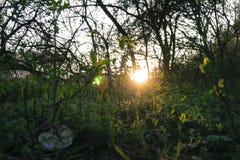 Macro próximo acima das ervas daninhas e da grama com por do sol e árvores imagem de stock Macro próximo acima das ervas daninhas e da grama com por do sol e árvores imagem de stock