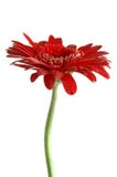 Macro red flower