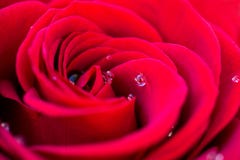 Macro of a red rose with dew water drops Royalty Free Stock Photo Macro of a red rose with dew water drops Royalty Free Stock Photo