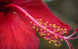 Macro rossa dell'ibisco del fiore fotografie stock Macro rossa dell'ibisco del fiore fotografie stock