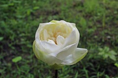 Macro shot on the Beautiful white lotus flower blooming royalty free stock photo Macro shot on the Beautiful white lotus flower blooming royalty free stock photo