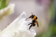 Macro shot of black yellow bee on flower. Macro shot of black yellow bee on flower Royalty Free Stock Photos Macro shot of black yellow bee on flower. Macro shot of black yellow bee on flower Royalty Free Stock Photos
