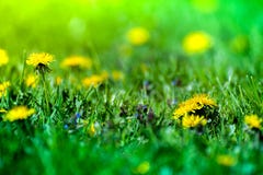 Macro shot of brightly yellow dandelion flowers. In the green meadow in countryside in early summer around summer solstice. Bees are seeking nectar in yellow Stock Photo Macro shot of brightly yellow dandelion flowers. In the green meadow in countryside in early summer around summer solstice. Bees are seeking nectar in yellow Stock Photo