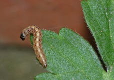 Cabbage White Butterfly Caterpillar - Macro Photography royalty free stock photo Cabbage White Butterfly Caterpillar - Macro Photography royalty free stock photo