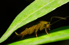 Macro shot of a cockroach under a leaf stock images Macro shot of a cockroach under a leaf stock images