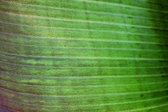 Close up cropped image of banana palm leaf with visible texture structure. Green nature concept background. Stock Photo Close up cropped image of banana palm leaf with visible texture structure. Green nature concept background. Stock Photo