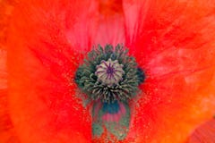 Macro shot of poppy flower