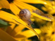 Macro shot from a snail at a yellow flower. In The Netherlands Royalty Free Stock Photos Macro shot from a snail at a yellow flower. In The Netherlands Royalty Free Stock Photos