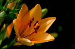 Macro Shot of Yellow Flowers stock photography Macro Shot of Yellow Flowers stock photography