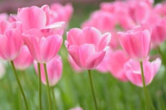 Macro struttura del fondo dei fiori rosa del tulipano Fotografia Stock Libera da Diritti Macro struttura del fondo dei fiori rosa del tulipano Fotografia Stock Libera da Diritti