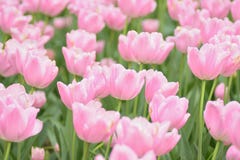 Macro struttura del fondo dei fiori rosa del tulipano Fotografia Stock Libera da Diritti Macro struttura del fondo dei fiori rosa del tulipano Fotografia Stock Libera da Diritti