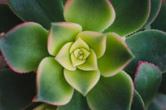 Macro Succulent Plant. Top View. Stock Images Macro Succulent Plant. Top View. Stock Images