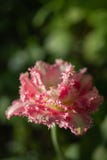 Macro tir d'une fleur de tulipe d'une couleur peu commune sur un fond vert brouill? image stock Macro tir d'une fleur de tulipe d'une couleur peu commune sur un fond vert brouill? image stock