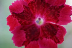 Macro tir d'une fleur rouge de ketmie à l'arrière-plan lumineux images stock Macro tir d'une fleur rouge de ketmie à l'arrière-plan lumineux images stock