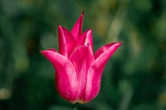 Macro van een rode tulp stock fotografie Macro van een rode tulp stock fotografie