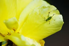 Macro van uiterst kleine groene sprinkhaan op gele bloem stock afbeeldingen Macro van uiterst kleine groene sprinkhaan op gele bloem stock afbeeldingen