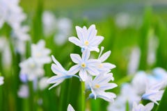 Macro van uiterst kleine witte bloemen wordt geschoten die royalty-vrije stock foto Macro van uiterst kleine witte bloemen wordt geschoten die royalty-vrije stock foto