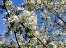 Macro view of cherry blossom seen on a small tree during springtime. royalty free stock photo Macro view of cherry blossom seen on a small tree during springtime. royalty free stock photo