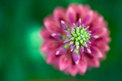 Macro View Of A Pink Lupine Royalty Free Stock Image Macro View Of A Pink Lupine Royalty Free Stock Image