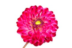 Macro View Of Pink Flower Dahlia Isolated Stock Images Macro View Of Pink Flower Dahlia Isolated Stock Images