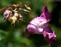 Macro of a wild flower : Geranium sylvaticum royalty free stock images Macro of a wild flower : Geranium sylvaticum royalty free stock images