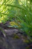 Macro world and grass stock image Macro world and grass stock image