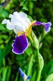 Macroclose-up van de schitterende witte purpere violette bloeiende knop van de Irisbloem stock fotografie Macroclose-up van de schitterende witte purpere violette bloeiende knop van de Irisbloem stock fotografie