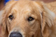 Macrofotografie van de ogen van een golden retriever aandachtige en gelukkige hond royalty-vrije stock afbeeldingen Macrofotografie van de ogen van een golden retriever aandachtige en gelukkige hond royalty-vrije stock afbeeldingen