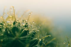Macrowaterdruppeltjes van een cactus stock afbeeldingen Macrowaterdruppeltjes van een cactus stock afbeeldingen
