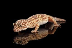 Macularius van de Gekkoeublepharis van de close-upluipaard isoleerde Zwarte Achtergrond stock afbeelding Macularius van de Gekkoeublepharis van de close-upluipaard isoleerde Zwarte Achtergrond stock afbeelding