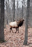 Mad Bull Elk Stock Photography