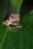 Madagascan Ground Gecko (Paroedura Pictus) stock images Madagascan Ground Gecko (Paroedura Pictus) stock images