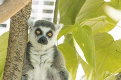 Madagaskar-Maki, Leuchtorange mustert, die intensiven ernsten Starren und betrachtet direkt Kamera lizenzfreies stockbild Madagaskar-Maki, Leuchtorange mustert, die intensiven ernsten Starren und betrachtet direkt Kamera lizenzfreies stockbild